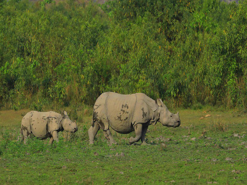 Premium Jungle Lodge Stay